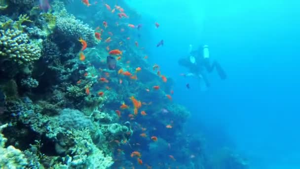 Scuba Diver simmar på ett korallrev. Dykning i Röda havet, Egypten. — Stockvideo