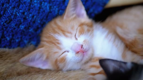 Пушистый милый красный котенок спит на диване дома — стоковое видео