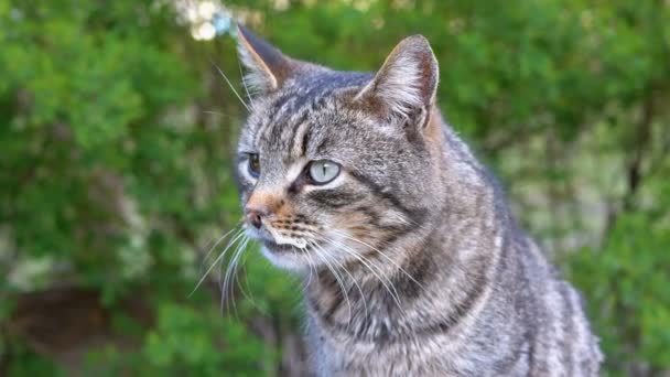 Bezprizorka šedá kočka s raněným okem sezení na ulici — Stock video