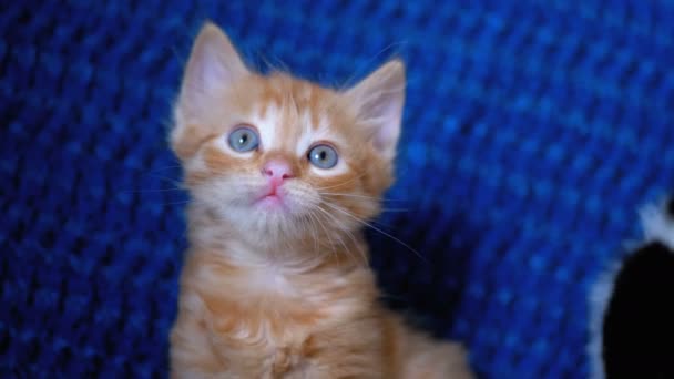 Χνουδωτά χαριτωμένο κόκκινο γατάκι κάθεται στον καναπέ και φαίνεται χαριτωμένο γύρω στο σπίτι. — Αρχείο Βίντεο