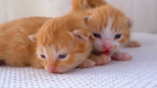Kis bolyhos piros cica két hetes, másznak körül egy fehér szőnyeg — Stock videók