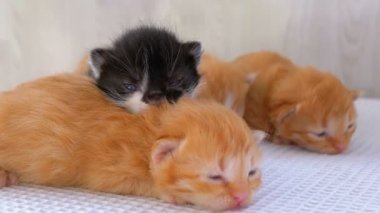 Küçük Kabarık Kittens İki Hafta Eski, Beyaz Bir Halı Etrafında Sürünme.