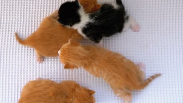 Petits chatons moelleux ont deux semaines, rampant autour sur un tapis blanc . — Video