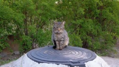 Sokakta Oturan Yaralı Gözü Olan Evsiz Gri Kedi