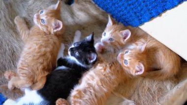 Kabarık Sevimli Dört Kittens Evde Kanepede Yalan ve Etrafa Bak