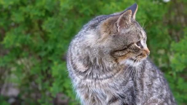 Бездомный серый кот с раненым глазом сидит на улице — стоковое видео