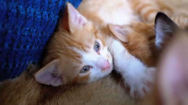 Fluffy lindo gatito rojo miente y mira a su alrededor — Vídeos de Stock