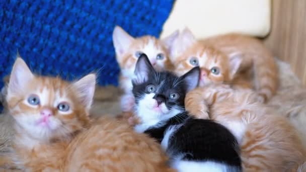 Flauschig süße vier Kätzchen liegen zu Hause auf der Couch und machen gleichzeitig Spaß sich umzusehen — Stockvideo