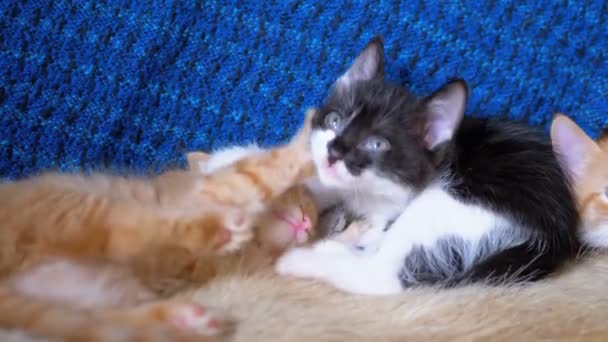 Fluffy bonito branco e preto gatinho mentiras com outros gatinhos e olha em torno — Vídeo de Stock