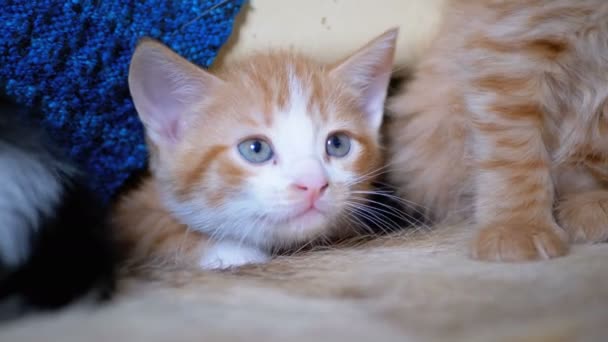 Pluizig schattig rood kitten leugens en kijkt rond — Stockvideo