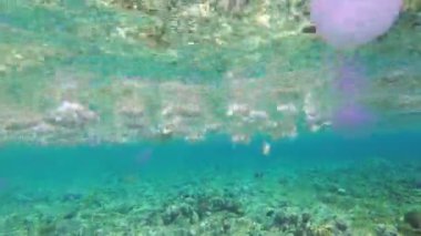 Tropikal Balık ile Pembe Denizanası, Mercan Resifi yakınında Kızıldeniz'de Yüzen. Mısır