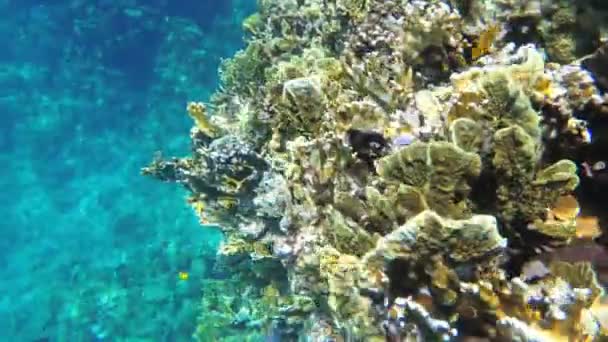 Coloridos peces del Mar Rojo Nadar cerca de Coral Reef. Egipto. Snorkel . — Vídeos de Stock