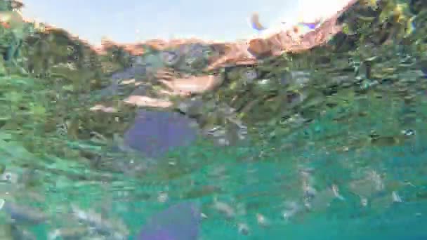 Medusas rosadas con peces tropicales, flotando en el mar Rojo cerca del arrecife de coral. Egipto — Vídeo de stock