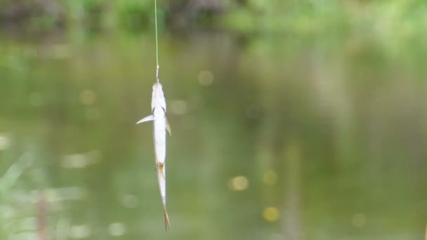 Пойманная рыба висит на крючке, подвешенном на леске. Рыбалка. Slow Motion — стоковое видео
