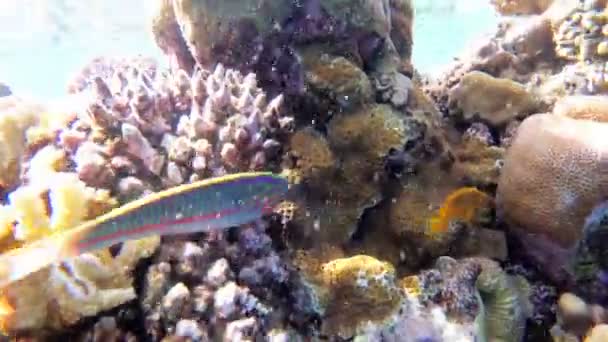 Mundo submarino del Mar Rojo con peces de colores y arrecifes de coral en el Mar Rojo. Egipto — Vídeos de Stock