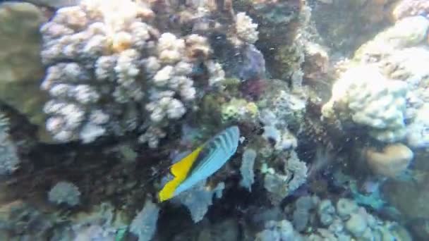 サンゴ礁の近くの紅海に浮かぶ蝶黄色の魚や他のカラフルな魚.エジプト — ストック動画