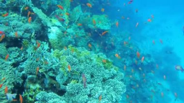 Tüplü Dalış. Renkli Balık ve Mercan Resifi ile Kızıldeniz Sualtı Dünyası