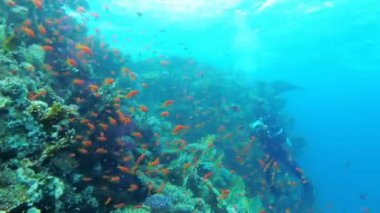 Tüplü Dalış. Renkli Balık ve Mercan Resifi ile Kızıldeniz Sualtı Dünyası