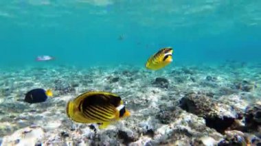 Kelebek Sarı Balık ve mercan resifi yakınında Kızıldeniz'de yüzen diğer Renkli Balık. Mısır
