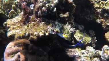 Tropikal Balık ile Kızıldeniz'de Renkli Sualtı dünyası, Mercan resifi yakınında Denizanası. Mısır