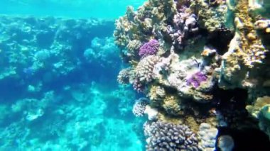 Kızıldeniz'de Renkli Tropikal Balık ile Sualtı Mercan Resifi. Mısır.
