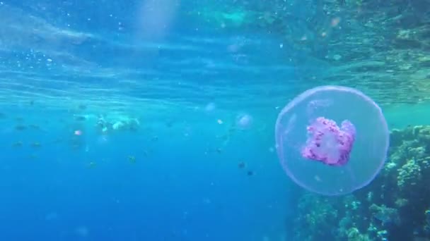 Рожева медуза плаває в ясній блакитній воді Червоного моря біля коралового рифу. Єгипет. — стокове відео