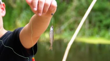 Bir Olta Üzerinde Askıya Bir Kanca Üzerinde Herring Balık Dangles Yakaladı. Balıkçı -lık. Yavaş Çekim