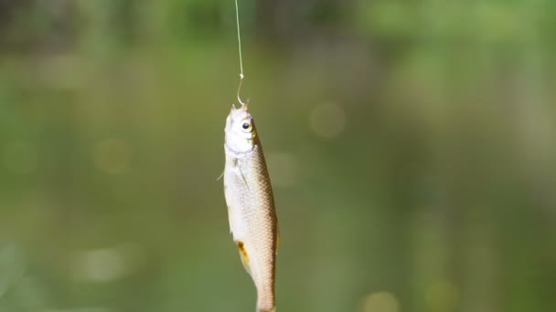 Caught fish dangles on a hook suspended on a fishing line. Fishing. Slow Motion — Stock Video