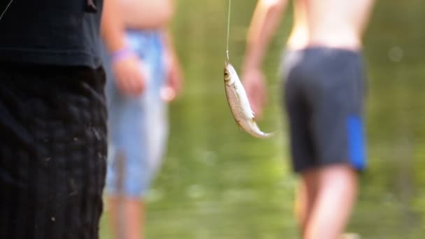 Poisson de hareng capturé pendu sur un crochet suspendu à une ligne de pêche. Pêche. Mouvement lent — Video