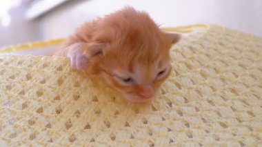 Küçük Kabarık Kırmızı Kitten İki Hafta Eski, Bir Hasır Şapka değil Tamamen açık Gözleri ile