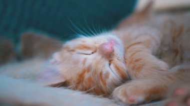 Kabarık Sevimli Kırmızı Kitten Evde Kanepede Uyku