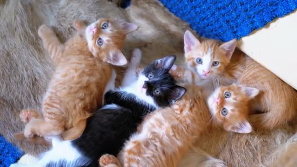 Пушистые милые четыре котенка лежат дома на диване и смотрят вокруг — стоковое видео