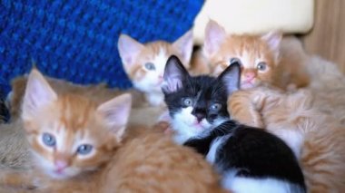 Kabarık Sevimli Dört Kittens Evde Kanepede Yalan ve Aynı Zamanda Eğlenceli Etrafa Bakmak