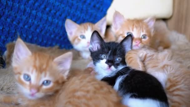 Χνουδωτά χαριτωμένα τέσσερα γατάκια ξαπλωτό στον καναπέ στο σπίτι και την ίδια ώρα διασκέδαση να κοιτάξουμε γύρω — Αρχείο Βίντεο
