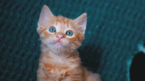 Fluffy bonito gatinho vermelho senta-se no sofá e parece bonito em casa . — Vídeo de Stock