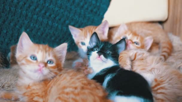 Fluffy bonito quatro gatinhos mentir no sofá em casa e ao mesmo tempo divertido de olhar ao redor — Vídeo de Stock