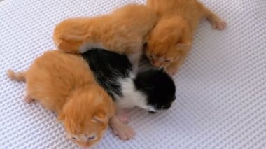 Küçük Kabarık Kittens İki Hafta Eski, Beyaz Bir Halı Etrafında Sürünme.