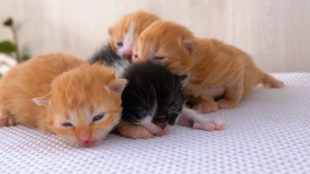 Pequenos gatinhos fofos têm duas semanas de idade, rastejando em torno de um tapete branco . — Vídeo de Stock