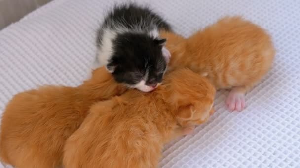 Kleine pluizige vier kittens zijn twee weken oud, kruipen rond op een wit tapijt — Stockvideo