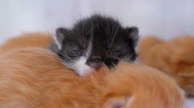 Küçük Kabarık Kittens İki Hafta Eski, Beyaz Bir Halı Etrafında Sürünme.