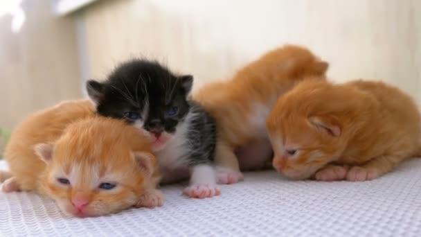 Kleine pluizige vier kittens zijn twee weken oud, kruipen rond op een wit tapijt — Stockvideo