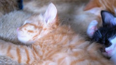 Kabarık Sevimli Kittens Kanepede Evde Uyku