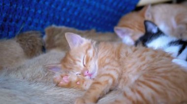 Kabarık Sevimli Kittens Kanepede Evde Uyku