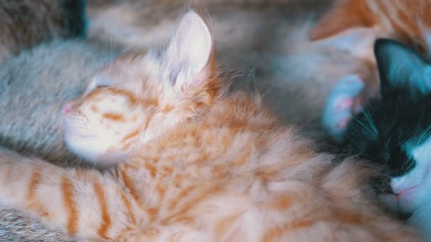 Fluffy Cute Kittens Sleep at Home on the Couch — Stok Video