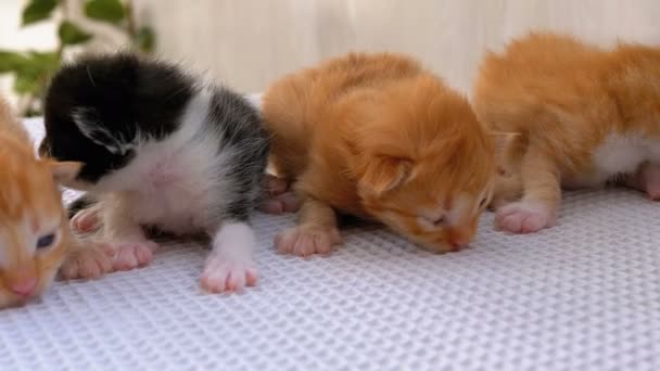 Pequeños gatitos esponjosos tienen dos semanas de edad, arrastrándose sobre una alfombra blanca . — Vídeo de stock