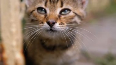 Sokakta Evsiz Gri Kitten, Kameraya Miyavlar