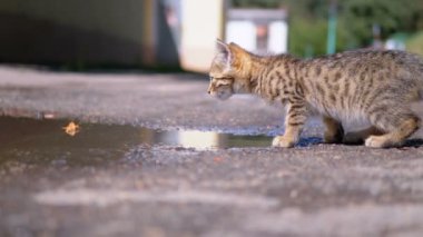 Evsiz Gri Kitten Su Birikintisi yakınındaki sokakta yürüyor. Yavaş Çekim.