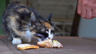 Aç Evsiz Hemşirelik Sokakta Ekmek Yiyen Üç Renkli Anne Kedi