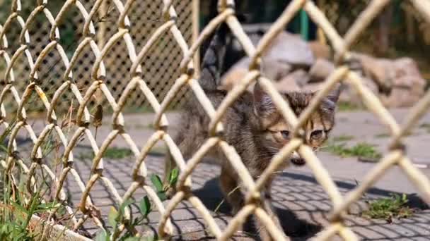 Stray Gray Kitten está caminando cerca de la valla en la calle. Moción lenta . — Vídeo de stock