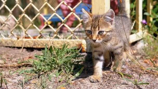 迷子の灰色の子猫は、通りのフェンスの近くを歩いています。スローモーション. — ストック動画